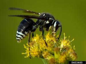 Baldfaced hornet of Texas