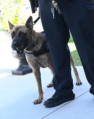Dogs iMages 
